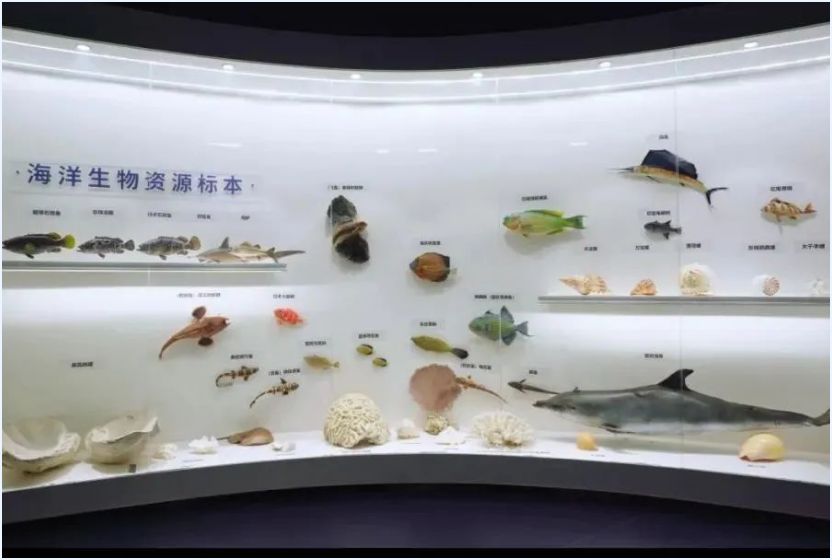 海洋生物资源标本