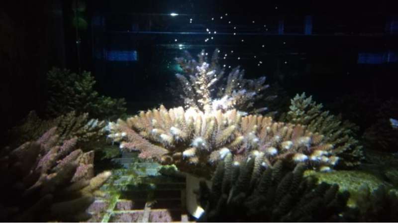 奇妙的“鹿角”珊瑚