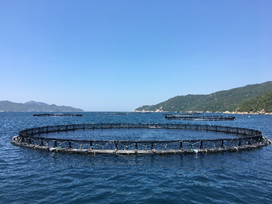 海洋渔业可持续发展与人类食物供应前景