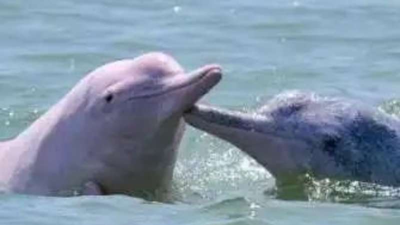 中华白海豚保护宣传日 | 珍爱地球，和谐共生，你我皆有责任