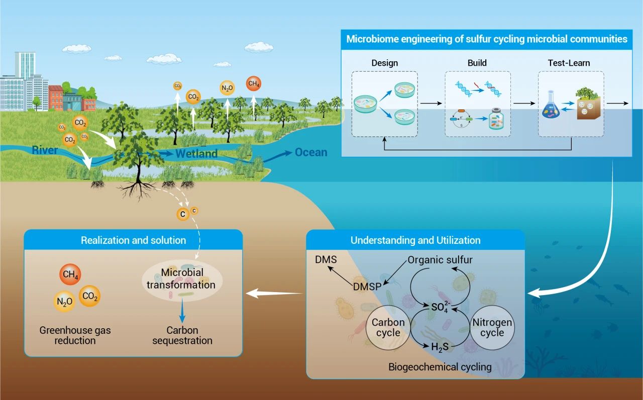 OLAR热文 | 河流-湿地-海洋连续体中微生物驱动的硫循环