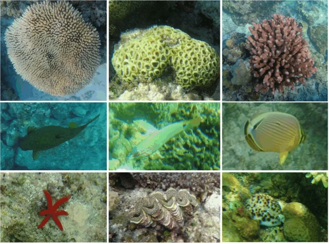 图3  西沙银屿海域拍摄的珊瑚、鱼类、海星、砗磲等