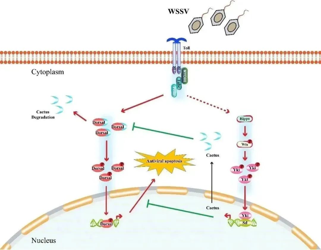图1 WSSV劫持Hippo-Yki-Cactus-Dorsal通路轴促进其感染的分子机制.jpg